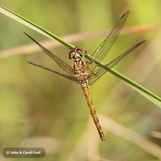 J01_4228 Sympetrum striolatum female.JPG